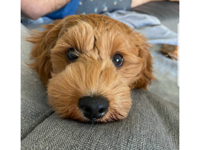 2 CUTE SCHNOODLE PUPPIES FOR SALE in Canandaigua, New York - Puppies