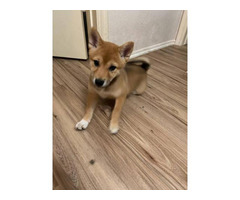 shiba inu purebred