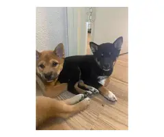 Shiba Inu purebred puppies for sale - 5