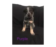 Full blooded Blue heeler puppies for sale - 5