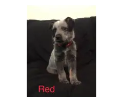 Full blooded Blue heeler puppies for sale - 6