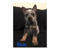 Full blooded Blue heeler puppies for sale - 8
