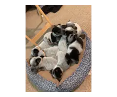 Full blooded Blue heeler puppies for sale - 10