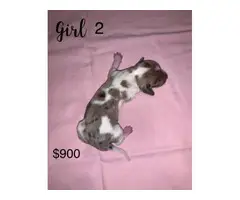 4 female and 2 male Fullblooded Dachshund Puppies for Sale