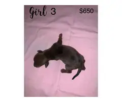 4 female and 2 male Fullblooded Dachshund Puppies for Sale - 4