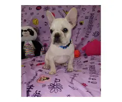 Gorgeous male AKC French bulldog puppy for sale - 2