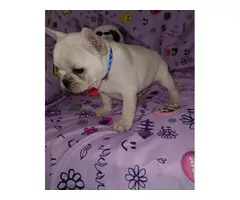 Gorgeous male AKC French bulldog puppy for sale - 3