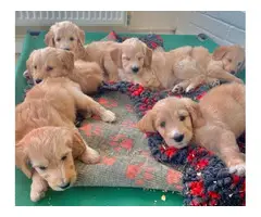 6 AKC registered golden doodle puppies for sale