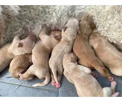 6 AKC registered golden doodle puppies for sale - 2