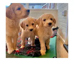 6 AKC registered golden doodle puppies for sale - 3