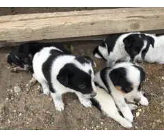 Male and female Blue heeler pups looking for a new home - 1