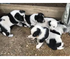 Male and female Blue heeler pups looking for a new home - 2