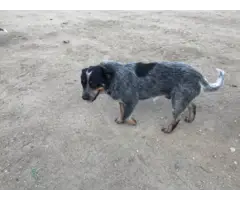 Male and female Blue heeler pups looking for a new home - 4