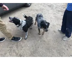 Male and female Blue heeler pups looking for a new home - 5