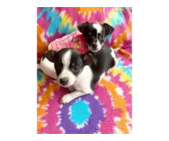 2 purebred micro Chihuahua puppies for salesman
