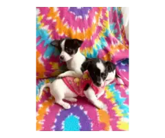 2 purebred micro Chihuahua puppies for salesman - 3