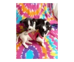 2 purebred micro Chihuahua puppies for salesman - 5