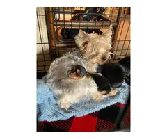 Male AKC Yorkie puppies for sale - 2