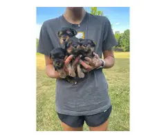 Male AKC Yorkie puppies for sale - 3