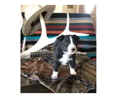 Four male border collie puppies in need of a good home