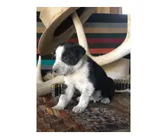 Four male border collie puppies in need of a good home - 2
