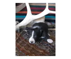 Four male border collie puppies in need of a good home - 4