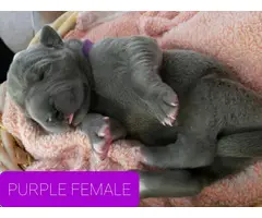 8 AKC Great Dane Puppies for sale