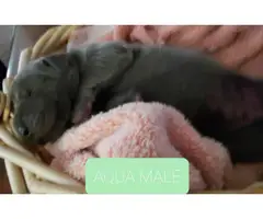 8 AKC Great Dane Puppies for sale - 2