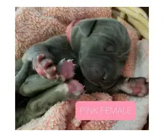 8 AKC Great Dane Puppies for sale - 3