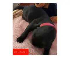 8 AKC Great Dane Puppies for sale - 4