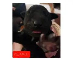8 AKC Great Dane Puppies for sale - 5