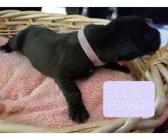 8 AKC Great Dane Puppies for sale - 8