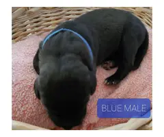 8 AKC Great Dane Puppies for sale - 10
