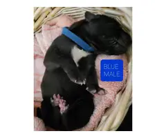 8 AKC Great Dane Puppies for sale - 13