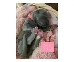 8 AKC Great Dane Puppies for sale - 15