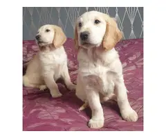 Two beautiful Golden retriever puppies 1 boy and 1 girl available
