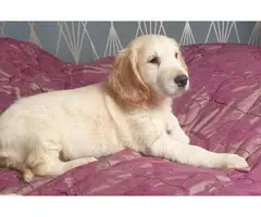 Two beautiful Golden retriever puppies 1 boy and 1 girl available - 2