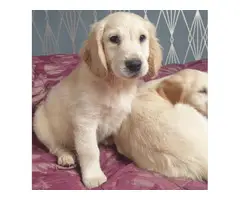 Two beautiful Golden retriever puppies 1 boy and 1 girl available - 3