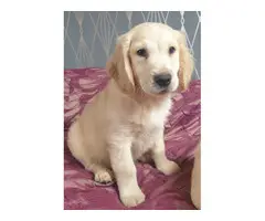 Two beautiful Golden retriever puppies 1 boy and 1 girl available - 4