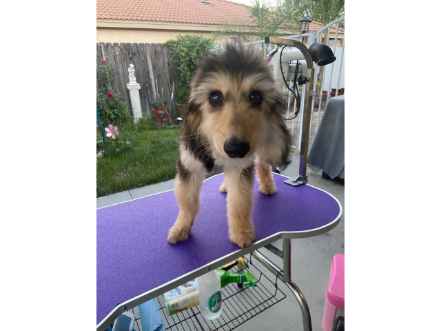 Male Afghan hound Puppies for sale in Perris, California