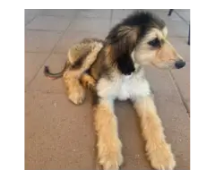 Male Afghan hound Puppies for sale - 2