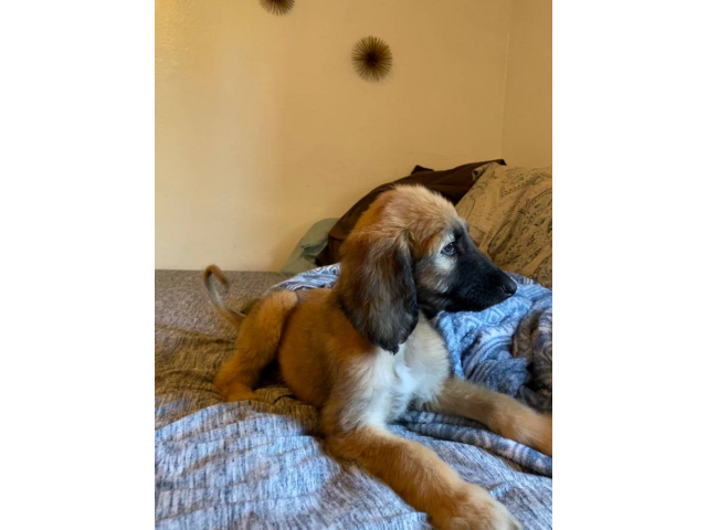 Male Afghan hound Puppies for sale in Perris, California