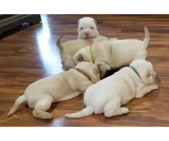 Gorgeous full blood Shar Pei puppies for sale