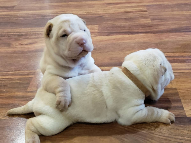 full blood Shar Pei puppies for sale in Tulsa