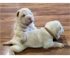 Gorgeous full blood Shar Pei puppies for sale - 2