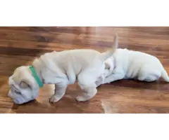 Gorgeous full blood Shar Pei puppies for sale - 3
