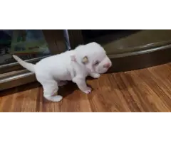 Gorgeous full blood Shar Pei puppies for sale - 4