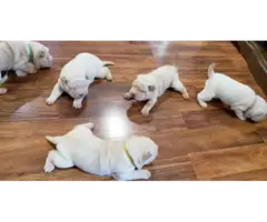 Gorgeous full blood Shar Pei puppies for sale - 6