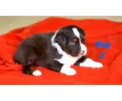 5 Red Aussie Shepherd Puppies Up for Adoption - 4