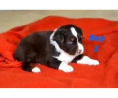 5 Red Aussie Shepherd Puppies Up for Adoption - 5